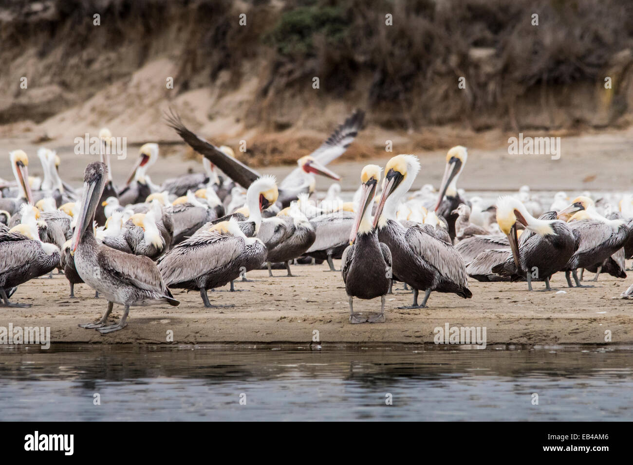 Colony of young brown pelicans on the beach with sand dunes in the background. Stock Photo