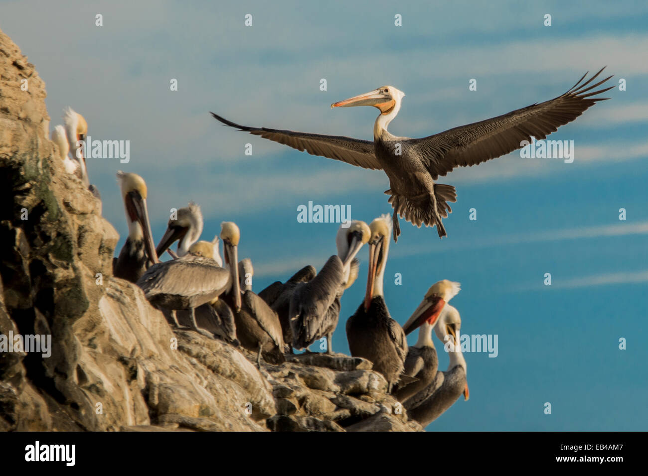 Juvenile Brown Pelican coming in for a landing on a rock with blue sky clouds and a group of pelicans. Stock Photo