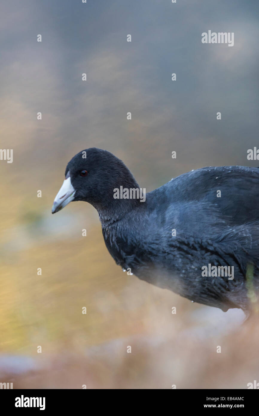 An American Coot, often called a Mud Hen, walking near the shore of a pond. Stock Photo