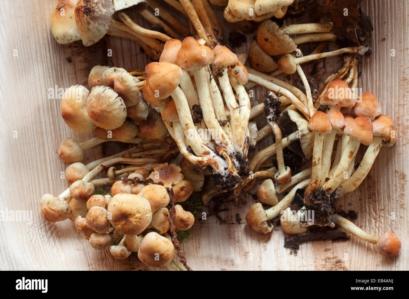Italy, Hypholoma Fasciculare Stock Photo - Alamy