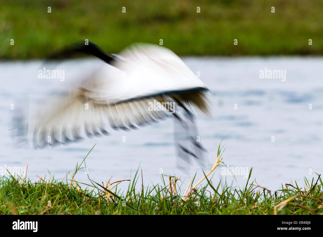 In a flurry of feathers and wings a sacred Ibis takes flight from a wetland. Stock Photo