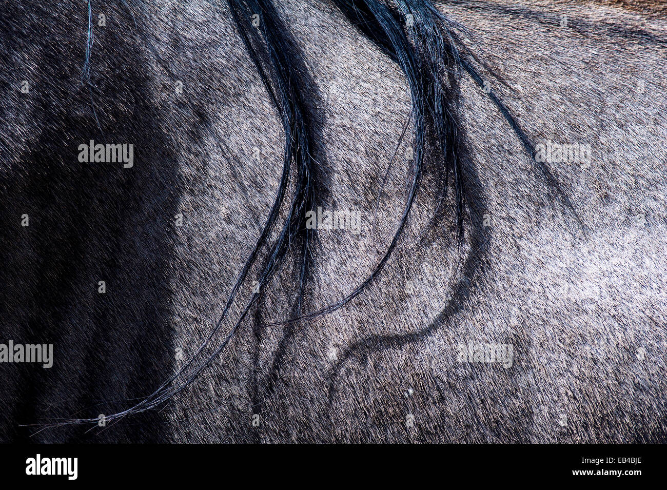 The wispy mane hairs of a blue wildebeest hang across its shoulder. Stock Photo