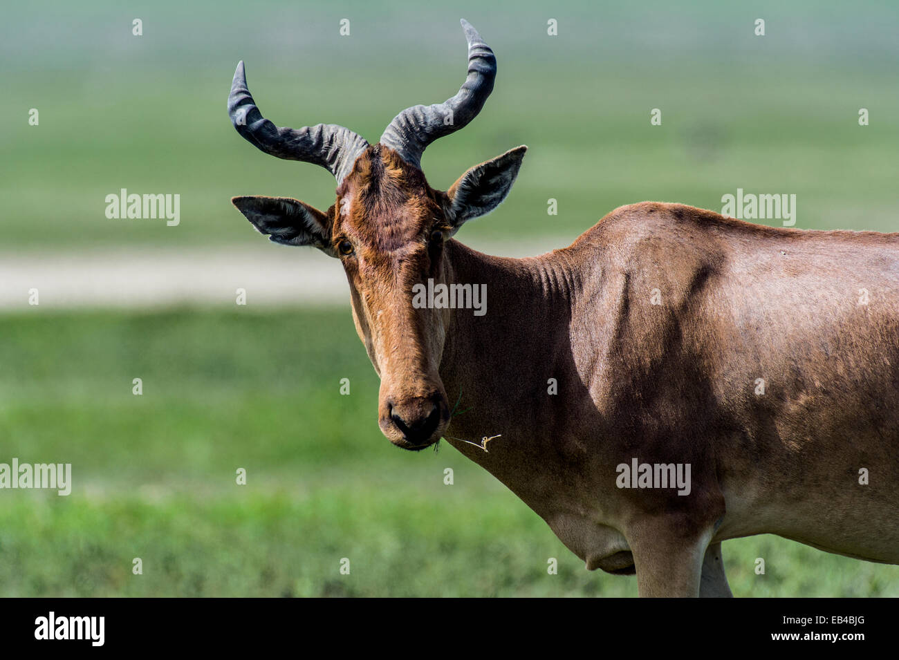 The curved and ribbed horns of a hartebeest on the savannah. Stock Photo