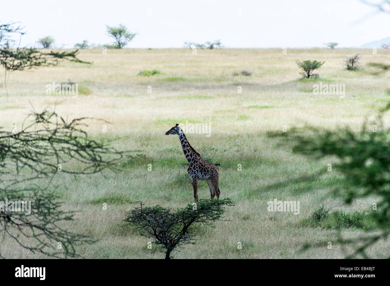 A Maasai giraffe standing on a vast savannah grassland plain. Stock Photo