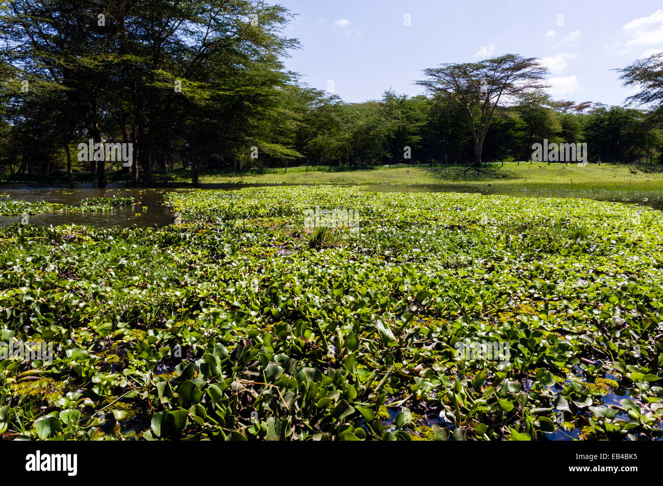 A dense mat of invasive water hyacinth choking the surface of a freshwater lake. Stock Photo