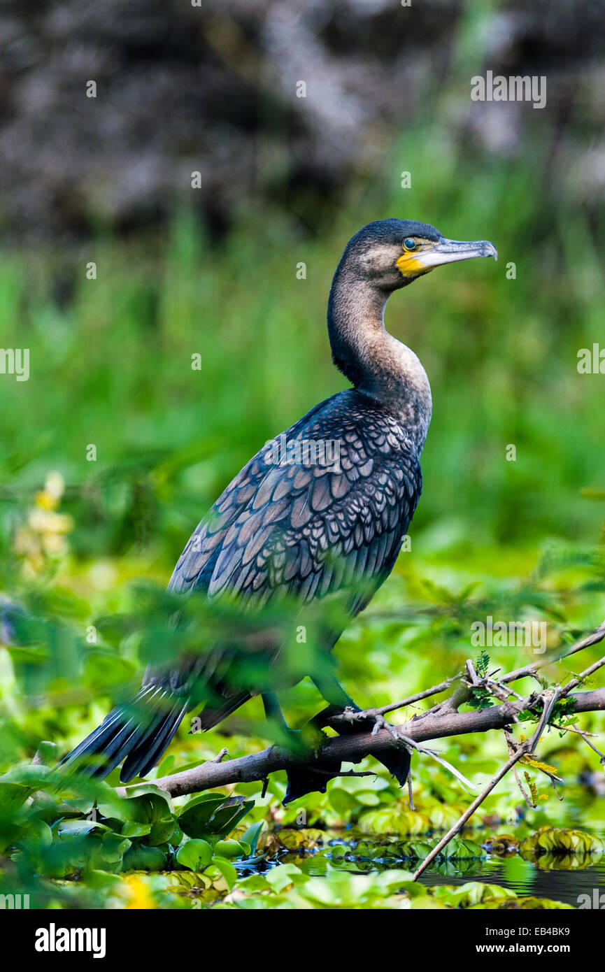 A white-breasted cormorant roosting on a branch above a lake covered in water hyacinth. Stock Photo