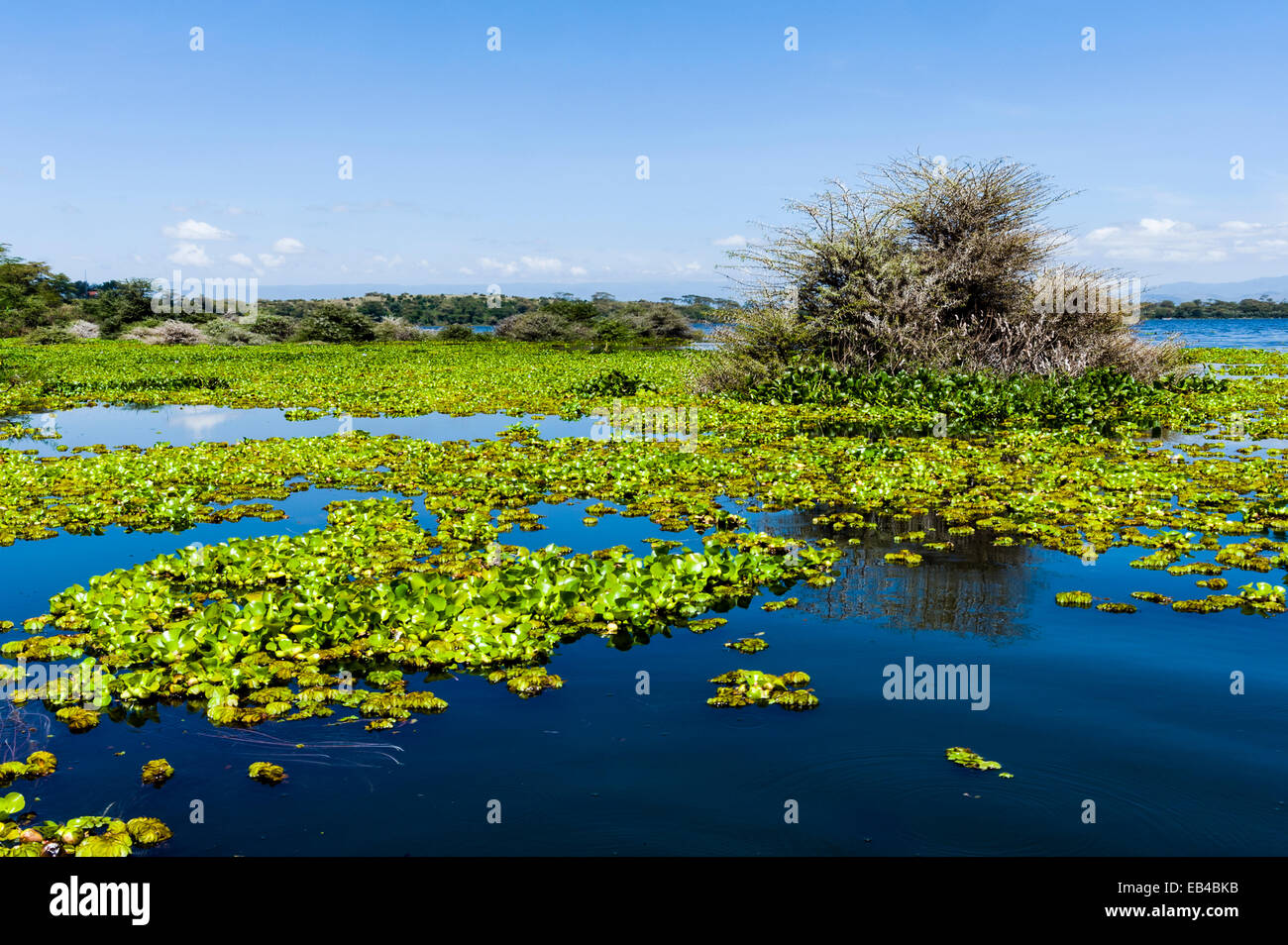 A dense mat of invasive water hyacinth choking the surface of Lake Naivasha. Stock Photo