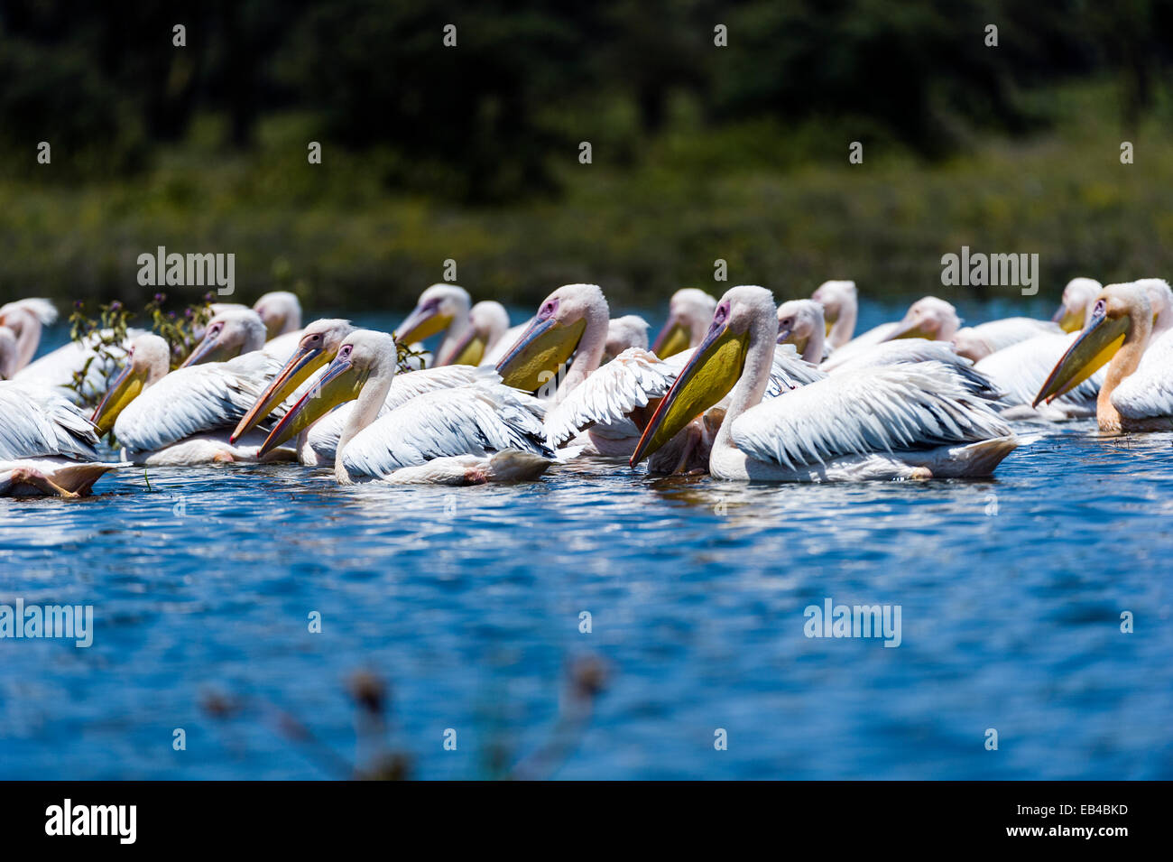 A flock of great white pelicans swimming on the surface of a flooded freshwater lake. Stock Photo
