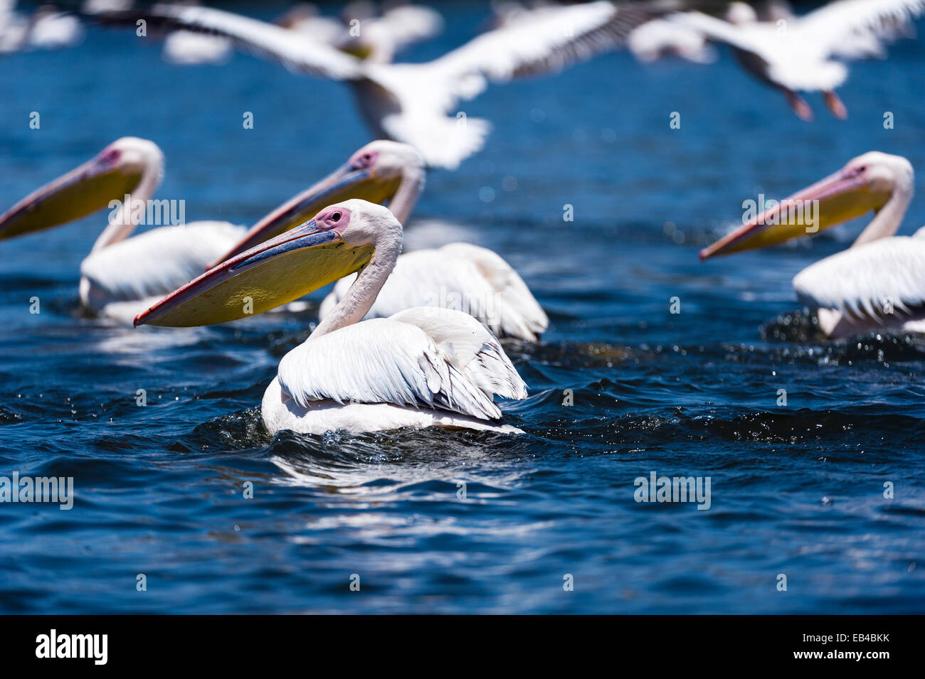 A flock of great white pelicans swimming on the surface of a flooded freshwater lake. Stock Photo