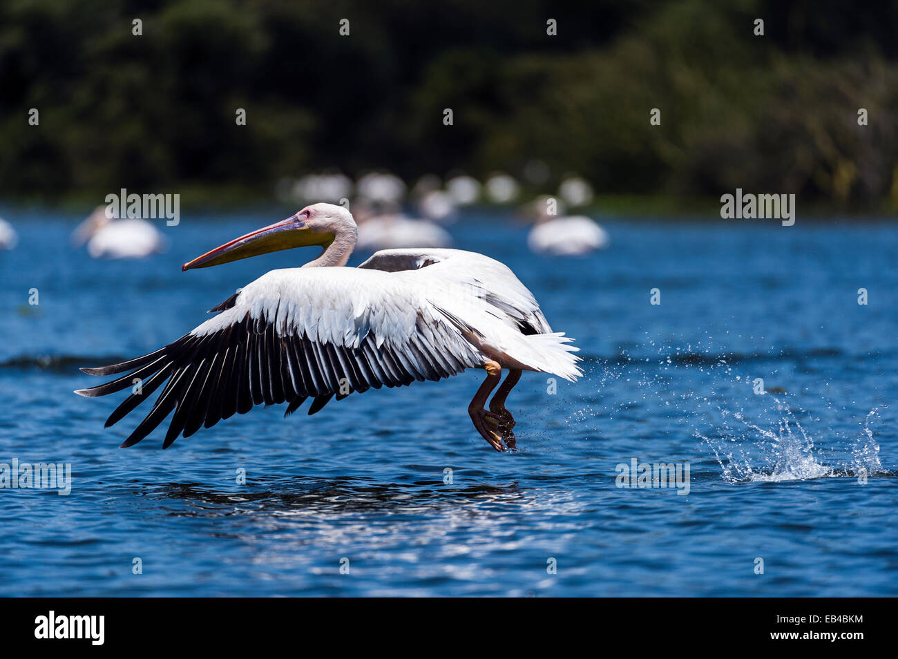 A great white pelican taking flight from the surface of a flooded freshwater lake. Stock Photo