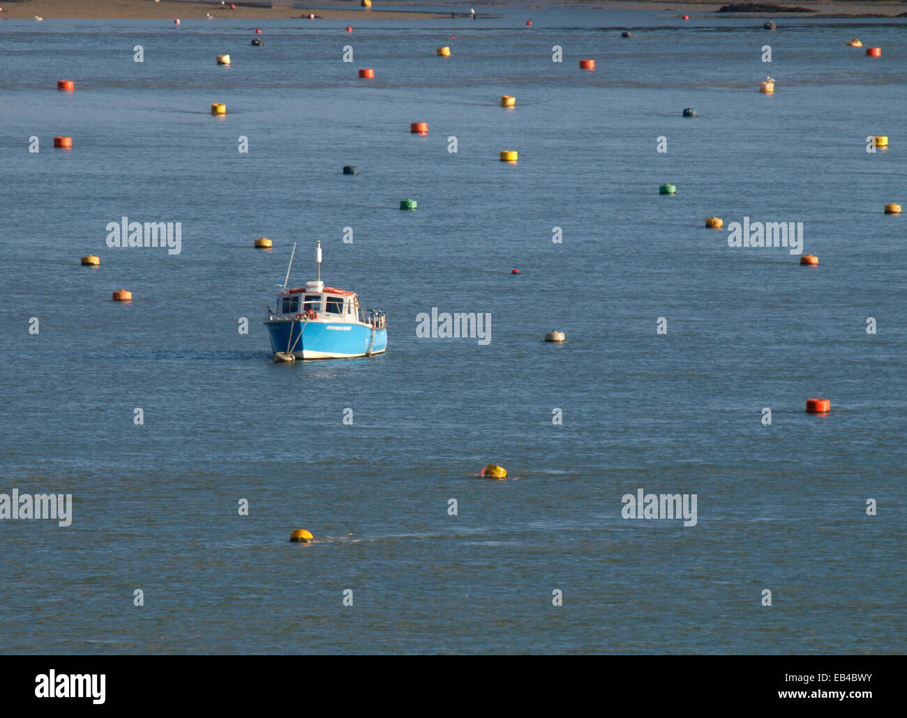 Single boat amongst lots of mooring buoys on the Camel Estuary at Rock, Cornwall, UK Stock Photo