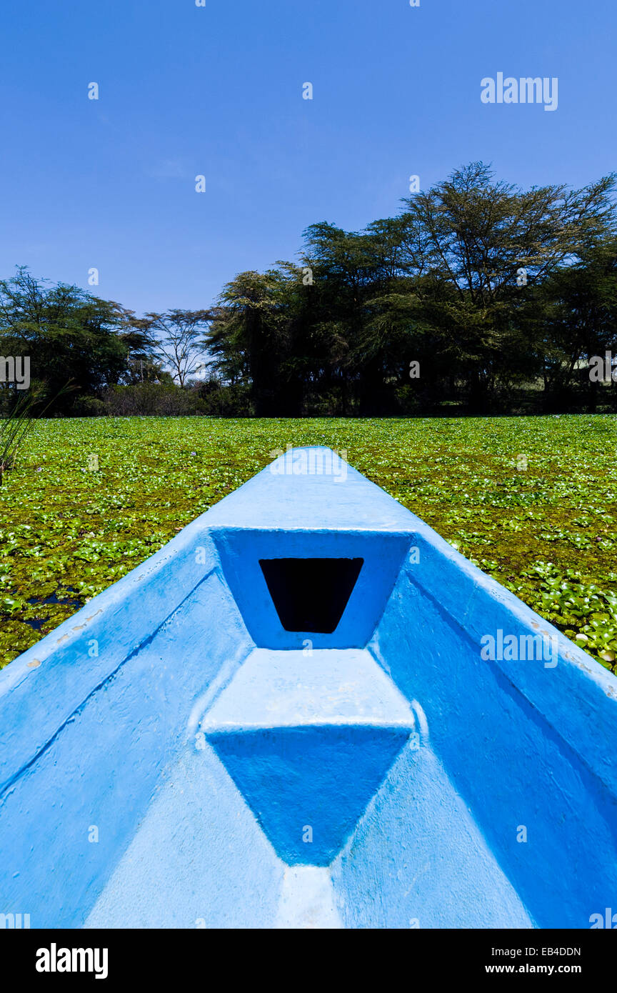 The bow of a boat pushing through a dense mat of invasive water hyacinth choking the surface of a freshwater lake. Stock Photo
