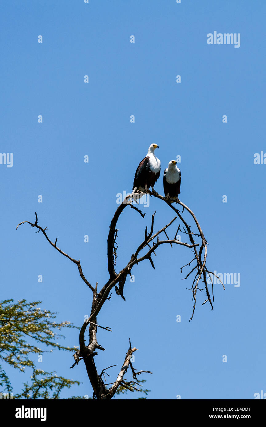 A pair of African fish eagles roosting in a dead tree above a freshwater lake. Stock Photo