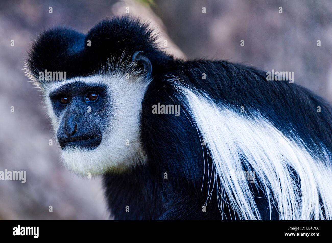 A Black and White Colobus sporting an Elvis Presley hairstyle. Stock Photo