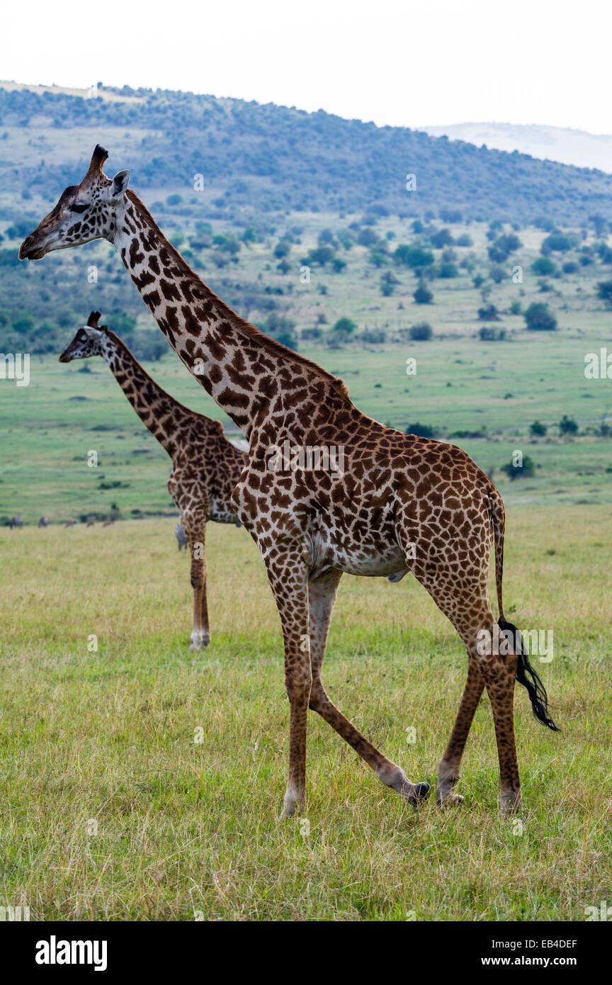 A pair of Maasai Giraffe walking across the short grass savannah plains. Stock Photo