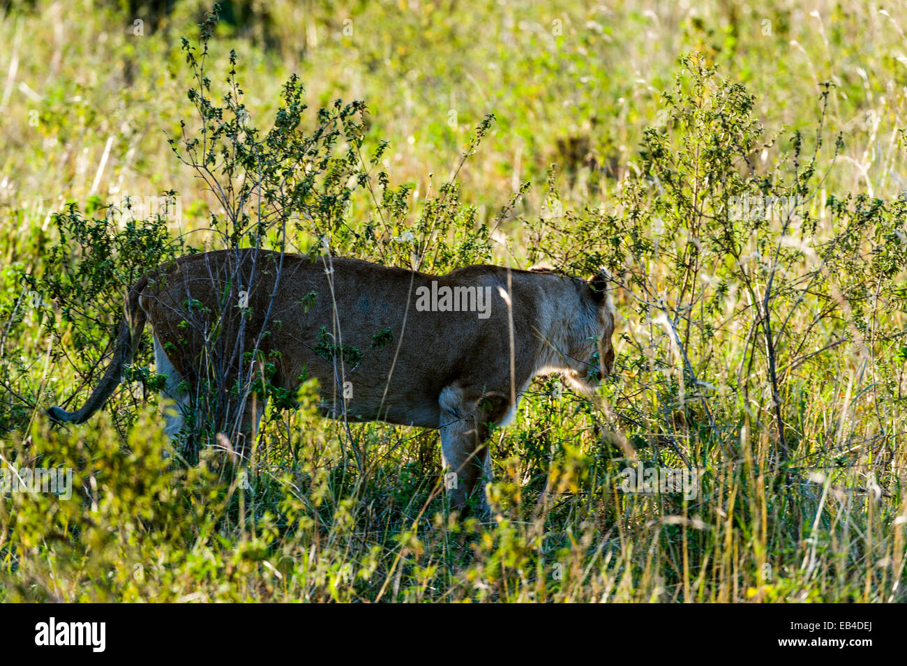 African savannah grasses hi-res stock photography and images - Alamy