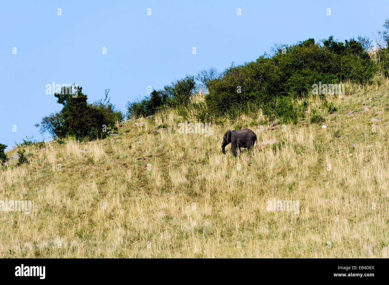A sub-adult African Elephant descending a small hill on the savannah. Stock Photo