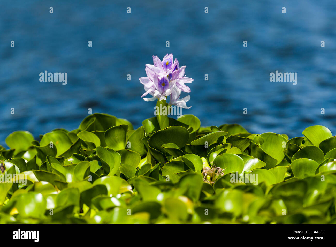 A bright purple flower stands above the dense mat of invasive water hyacinth choking the surface of a freshwater lake. Stock Photo