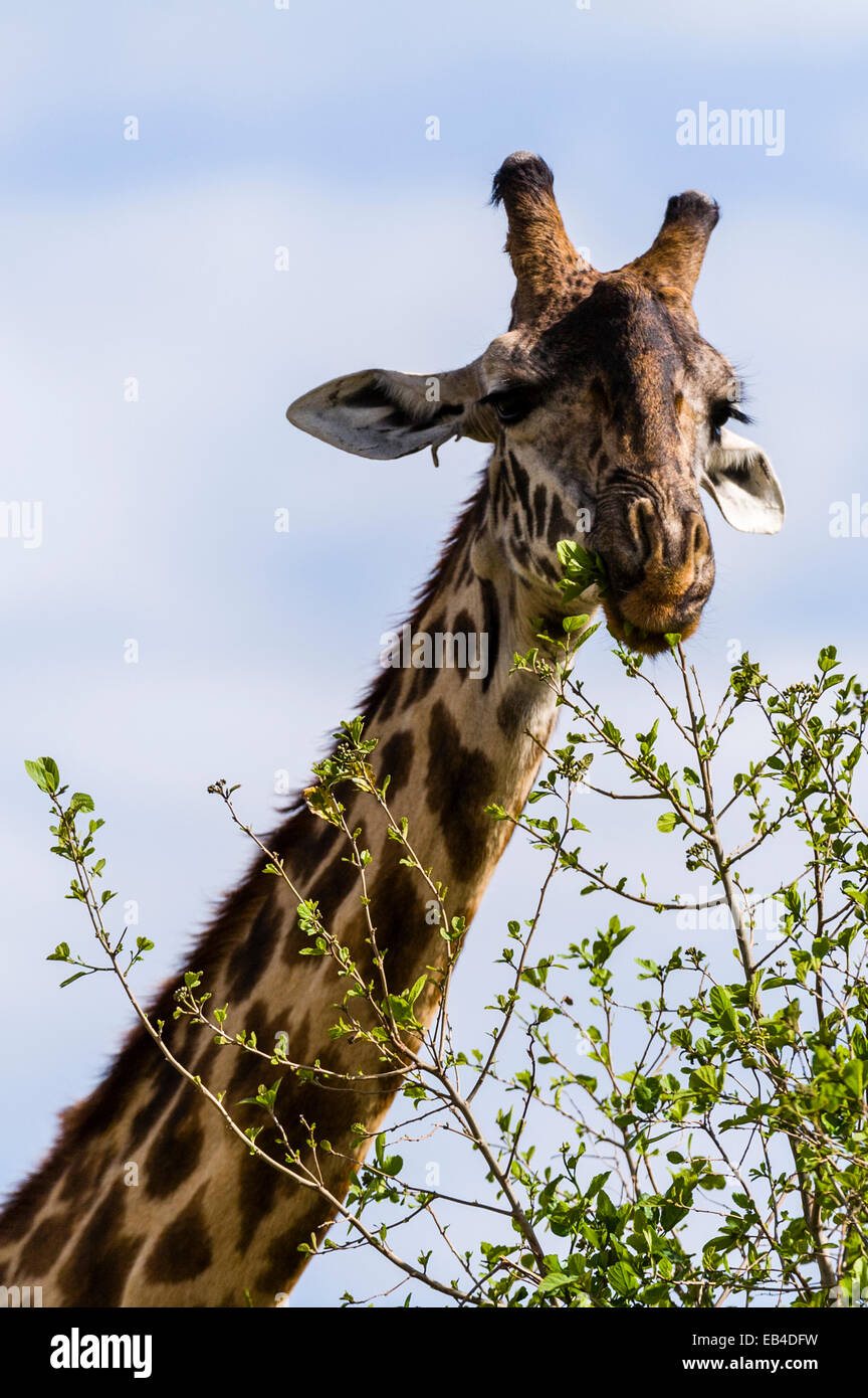 A Maasai Giraffe grazing on the new leaf shoots sprouting from  the tips of tree branches. Stock Photo