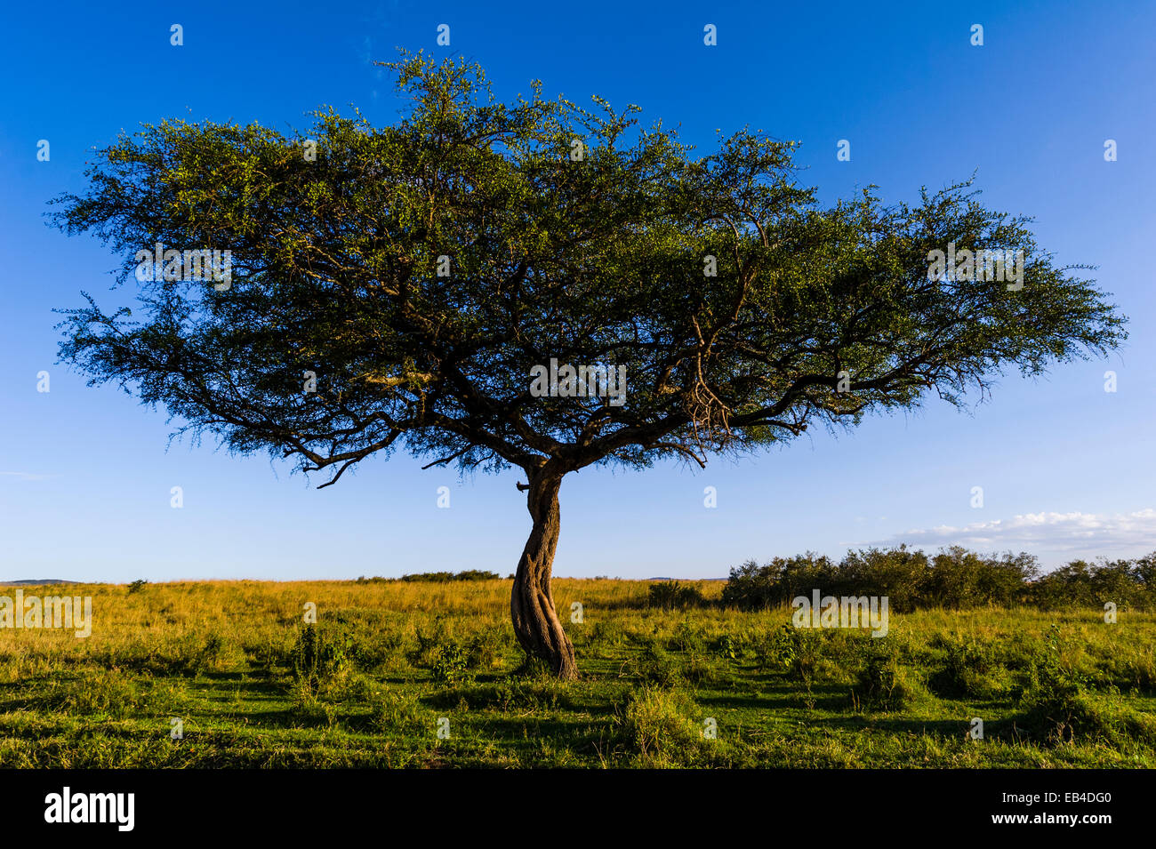 A twisted Umbrella Thorn stands alone on the savannah plain in the afternoon glow. Stock Photo