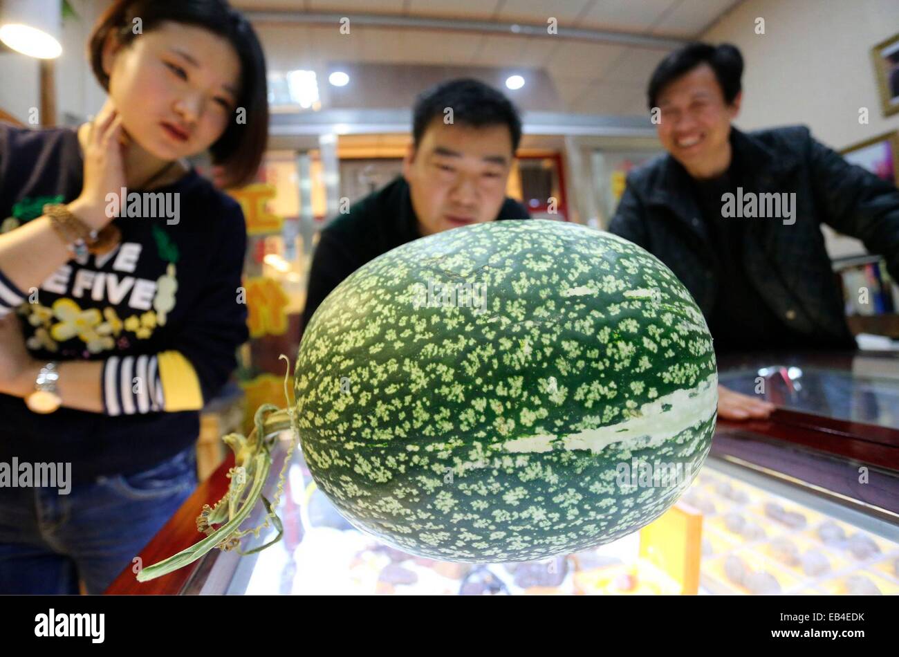 A strange melon which looks like watermelon but grows calabash's vine and wax gourd's seed is showed in Zhengzhou, Henan, China on 25th November, 2014. The scientist says it calls Cucurbita ficifolia. Stock Photo
