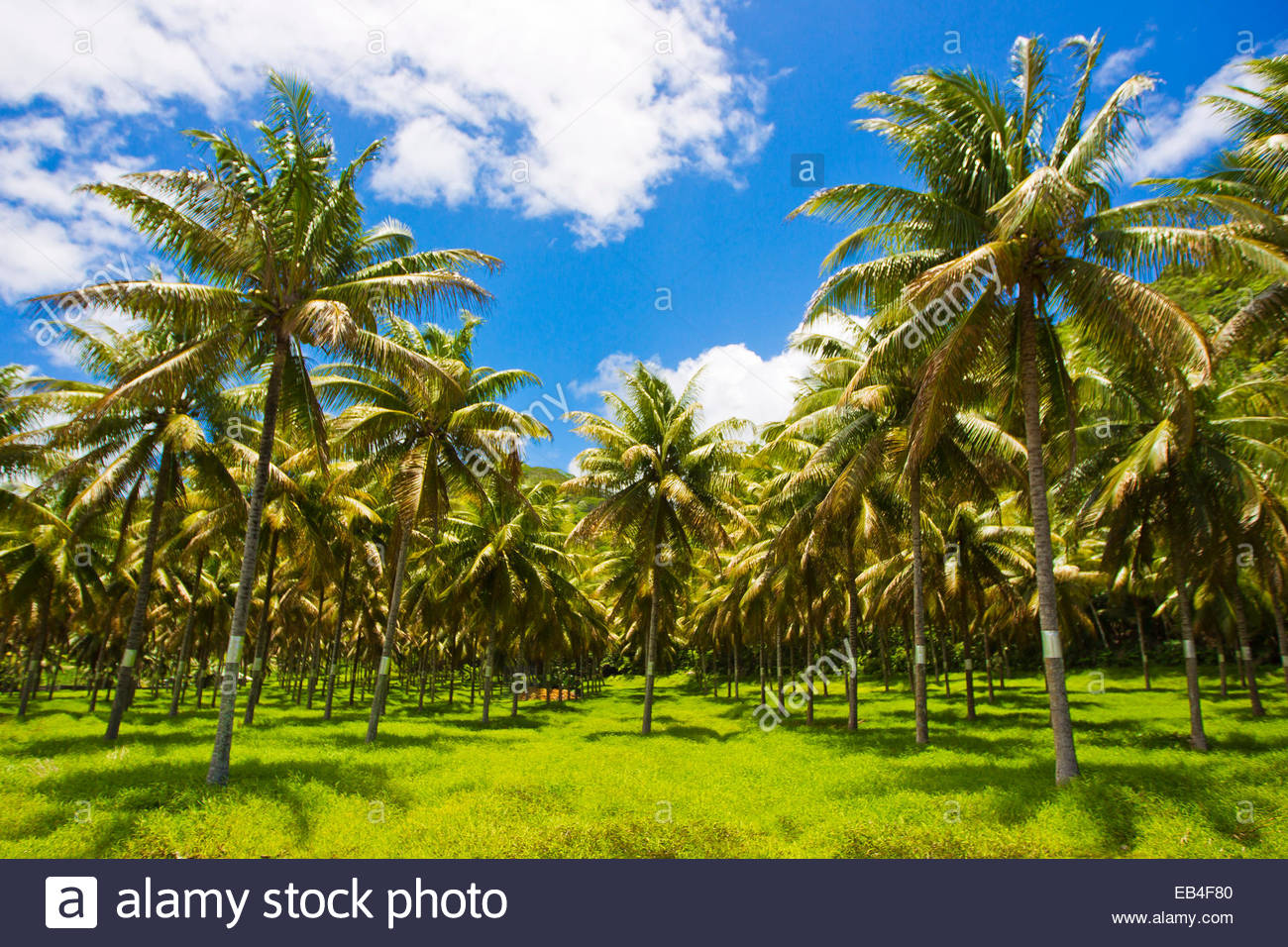 Palm Tree Farm Stock Photos & Palm Tree Farm Stock Images Alamy
