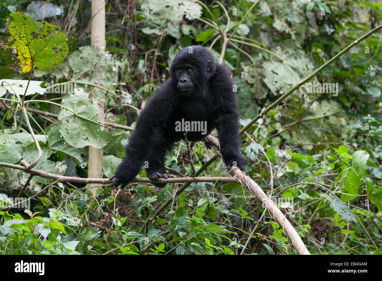 An adolescent gorilla climbs on tree limbs and vines in the impenetrable forest. Stock Photo