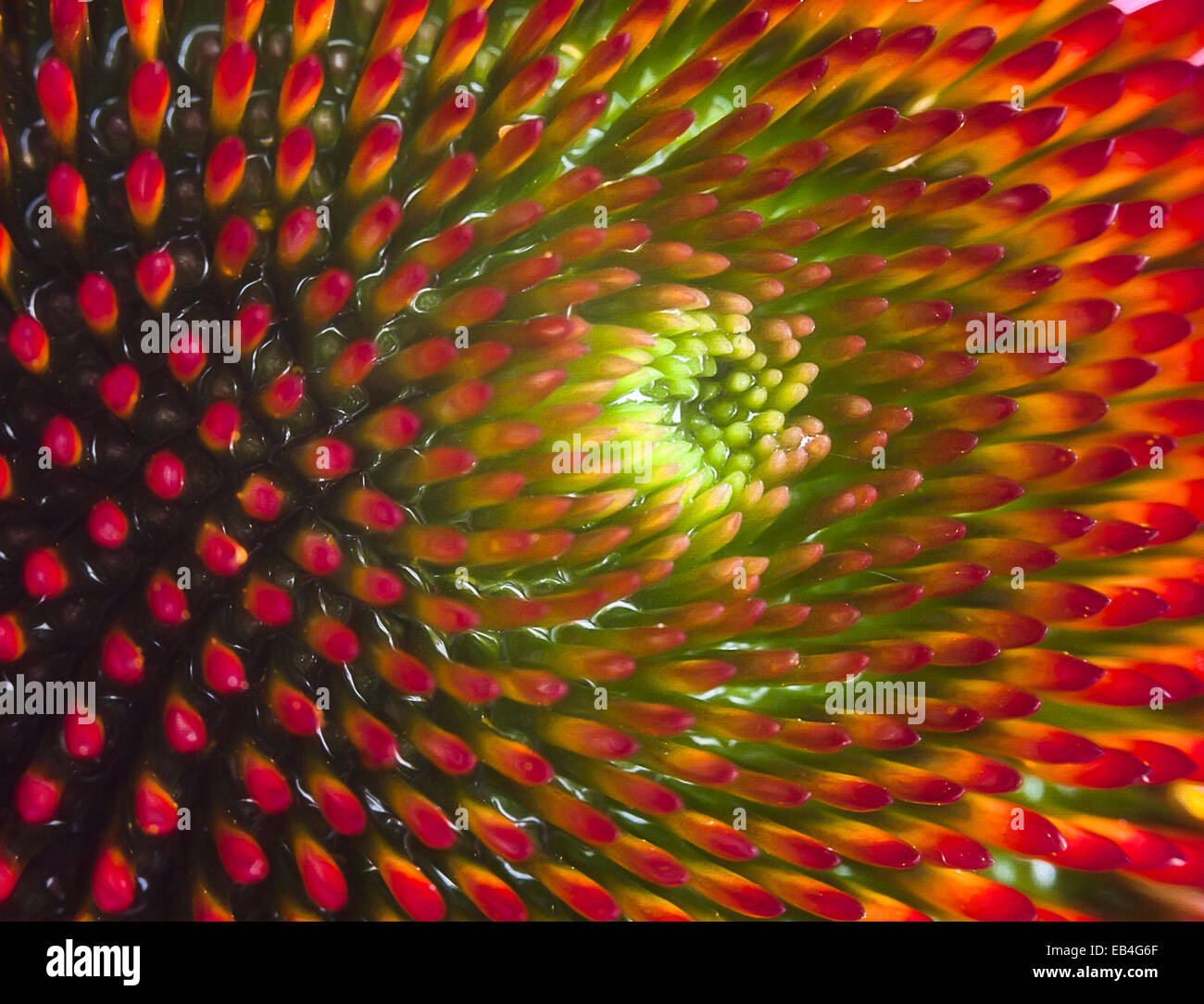 Flower close up macro background abstract shot Stock Photo