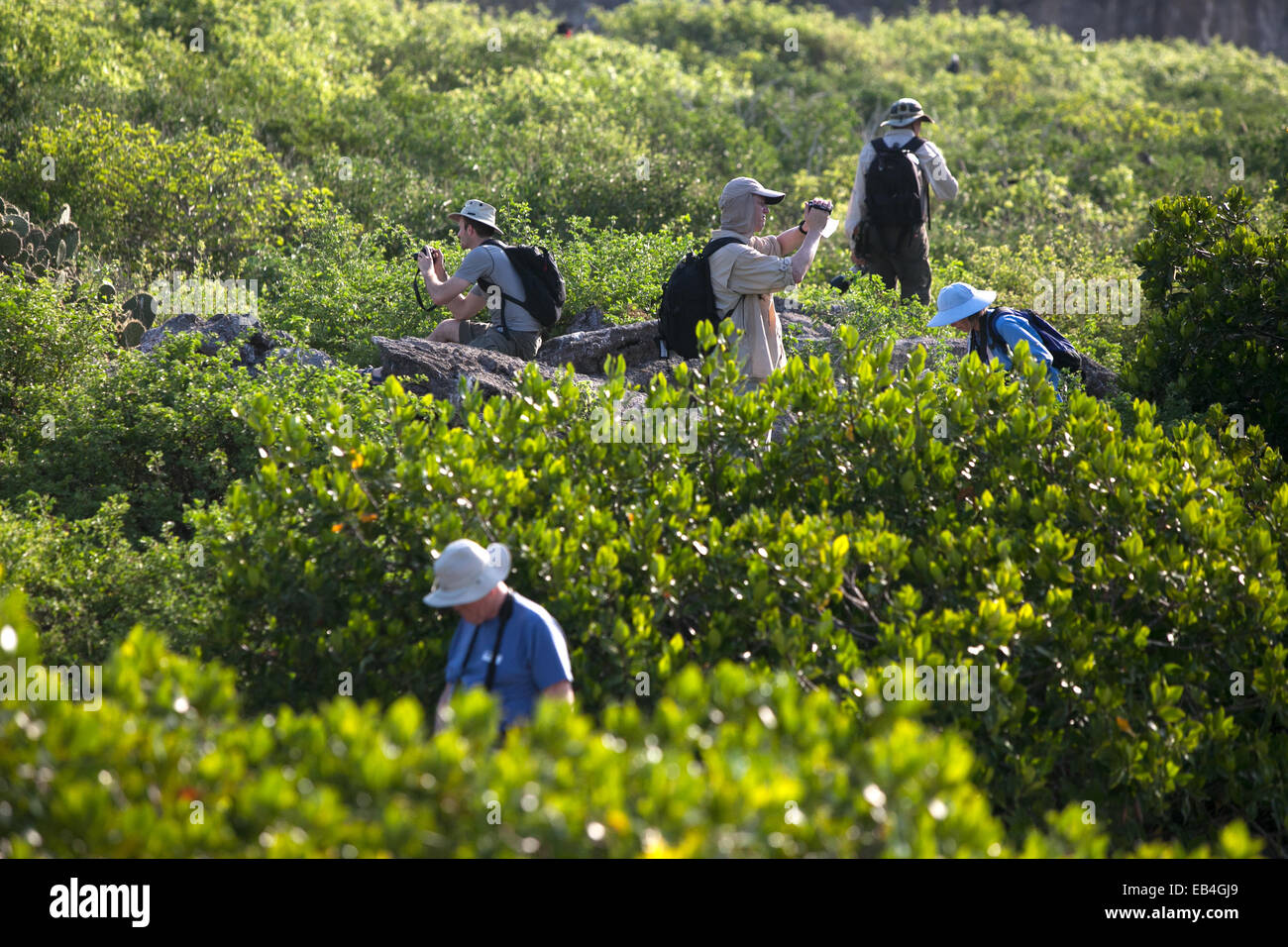 Tourists enjoying the native flora and fauna as they wander a Galapagos Islands landscape. Stock Photo