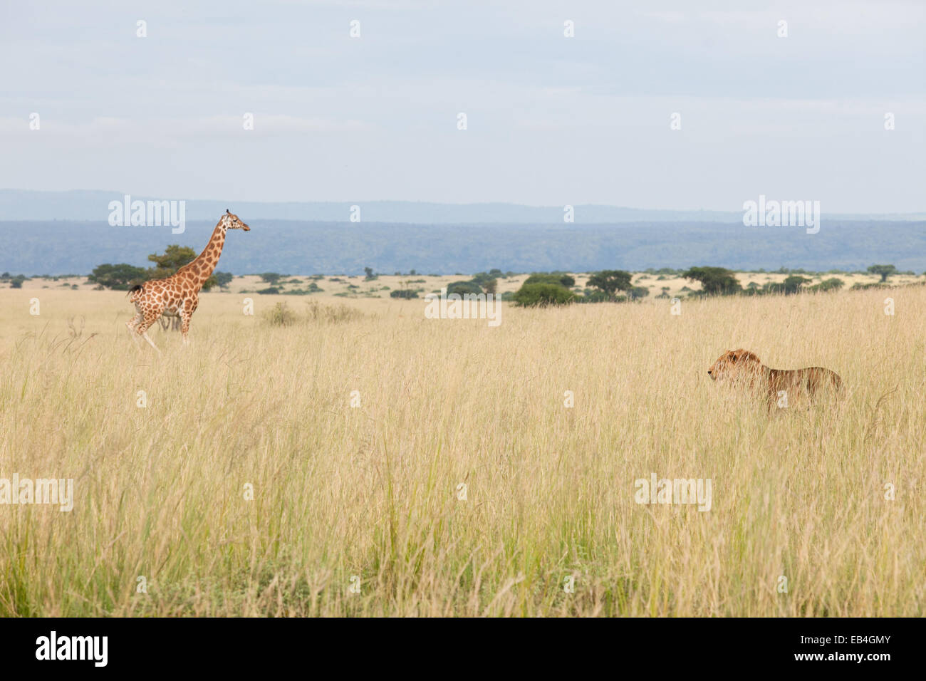 A giraffe and a lion in a vast savanna. Stock Photo