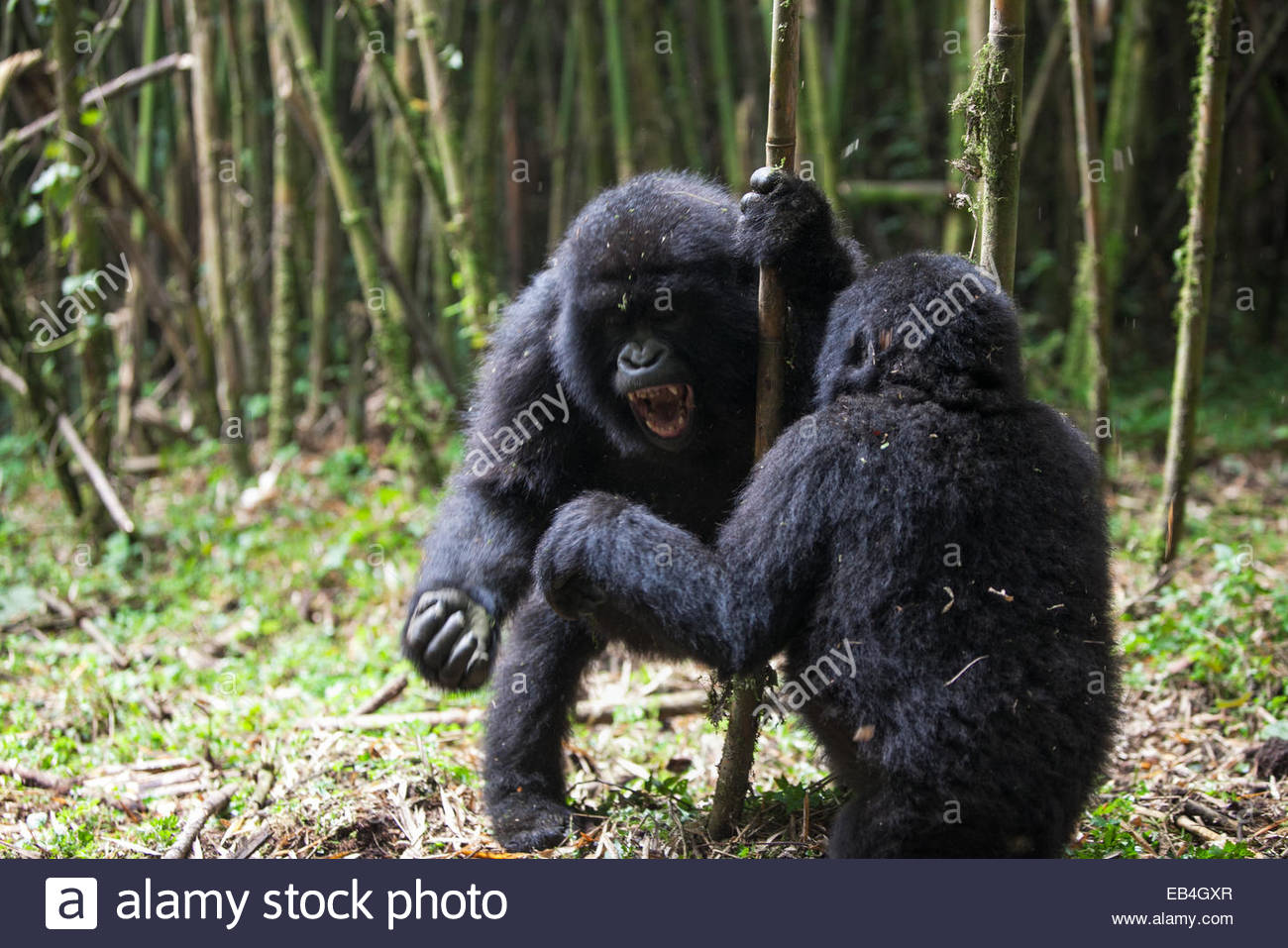 Gorilla Gorilla Fighting Stock Photos & Gorilla Gorilla Fighting Stock