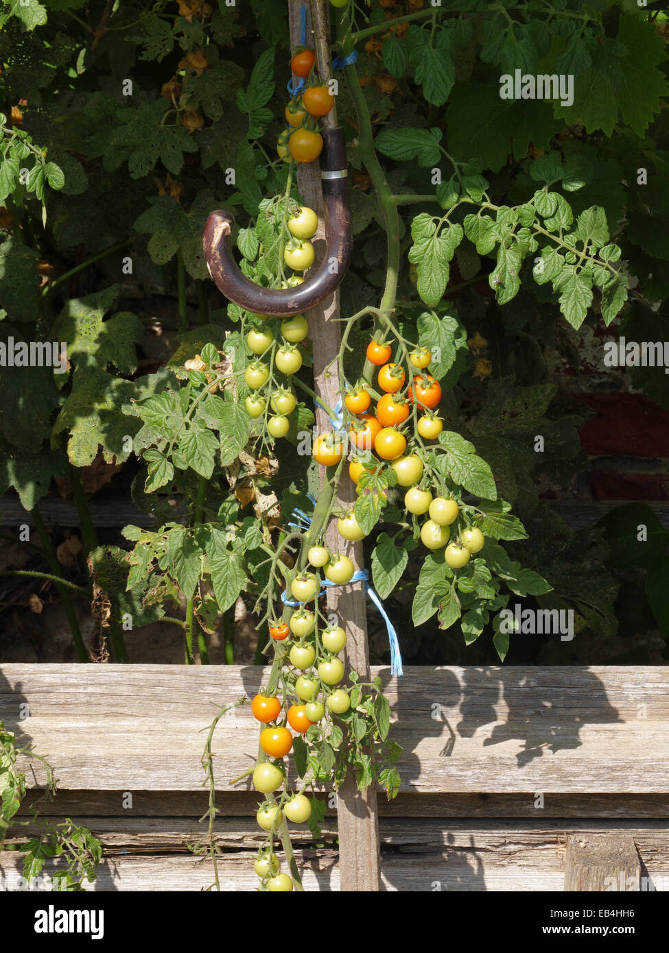 Organic Tomato plant in Home-grown garden Stock Photo