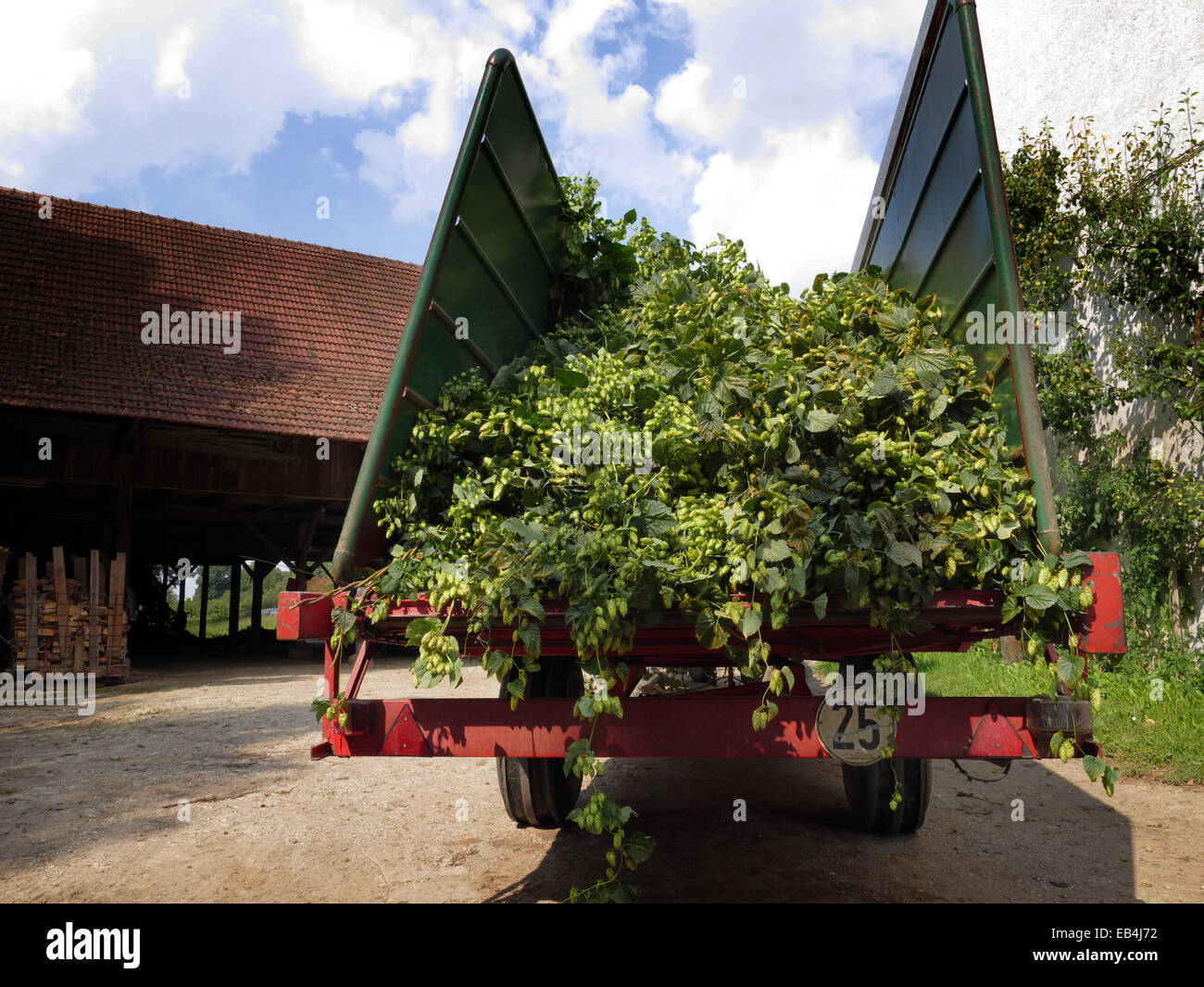 Germany Bavaria Hallertau Harvested Hops in Picking machine truck ...