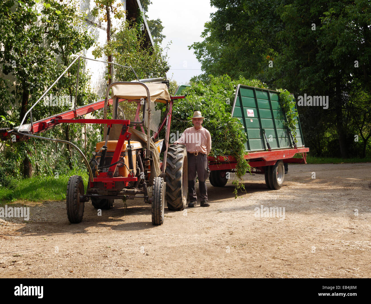 Germany Bavaria Hallertau Harvested Hops in Picking machine truck German beer Purity law Stock Photo