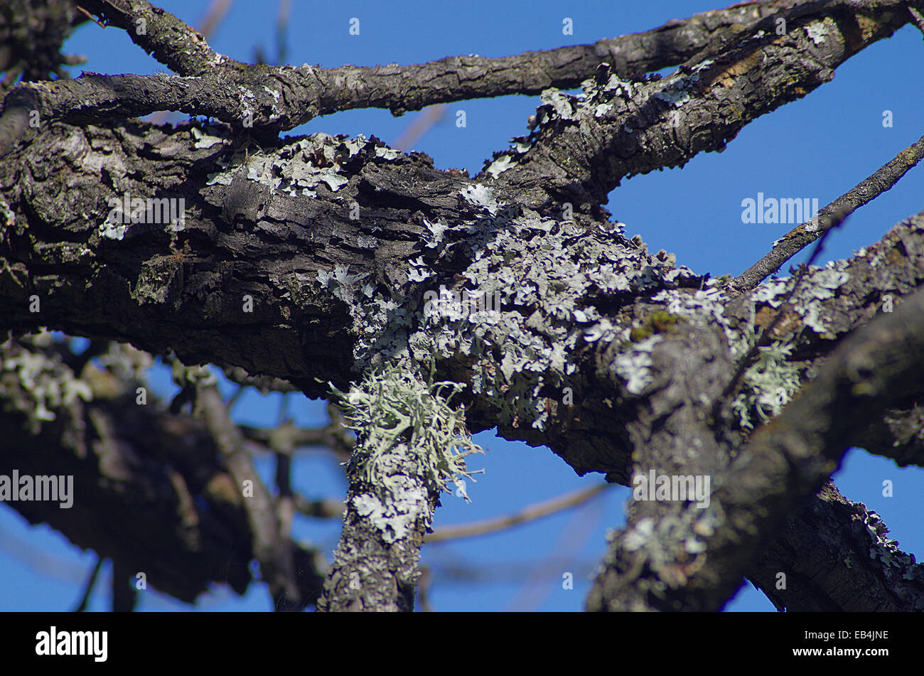 Lichen on fruit tree. Dangerous disease in trees. Stock Photo