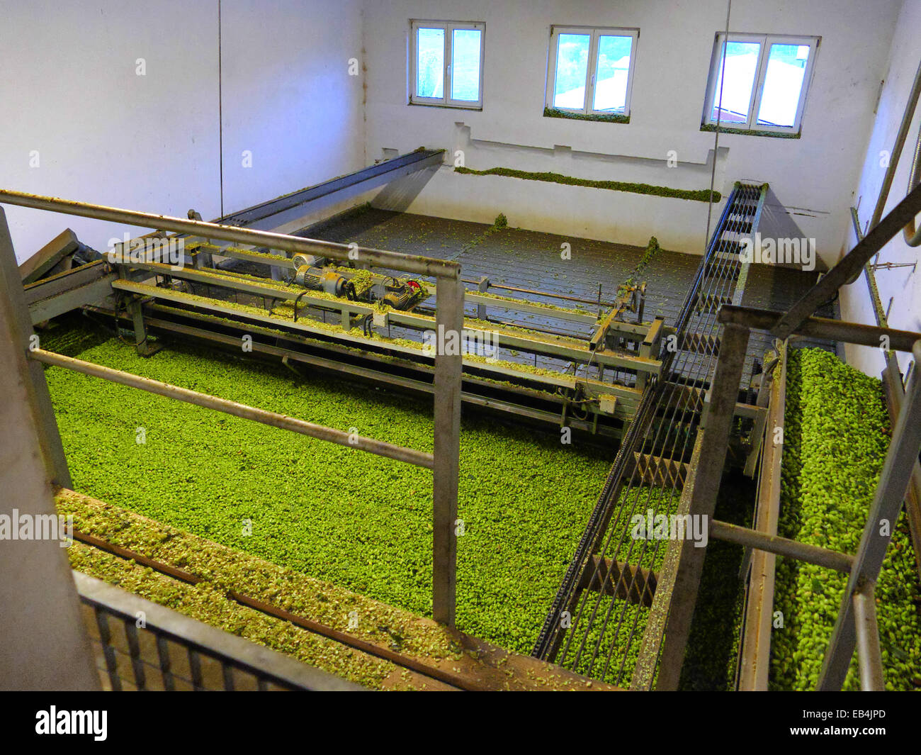 Germany Bavaria Harvested Hops in drying room German beer Purity law