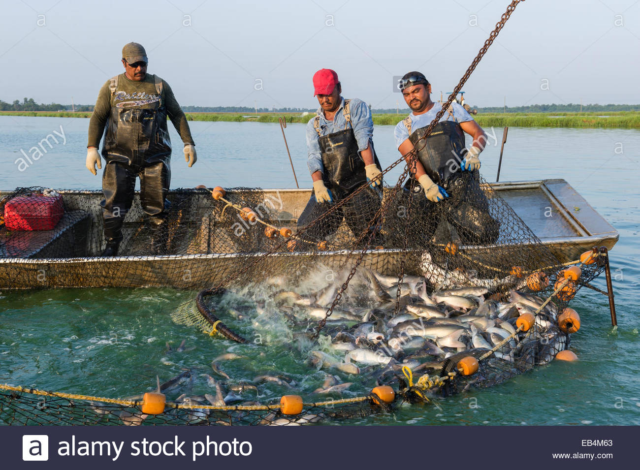 Mississippi Catfish Stock Photos & Mississippi Catfish Stock Images Alamy