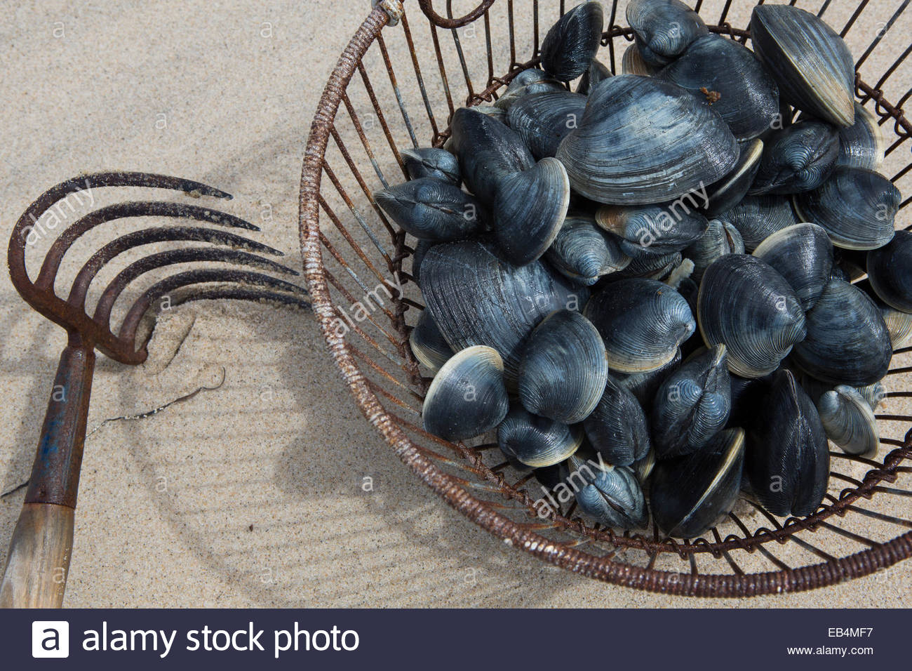 Clam digging at Nauset Beach yields a bucket of quahogs that might
