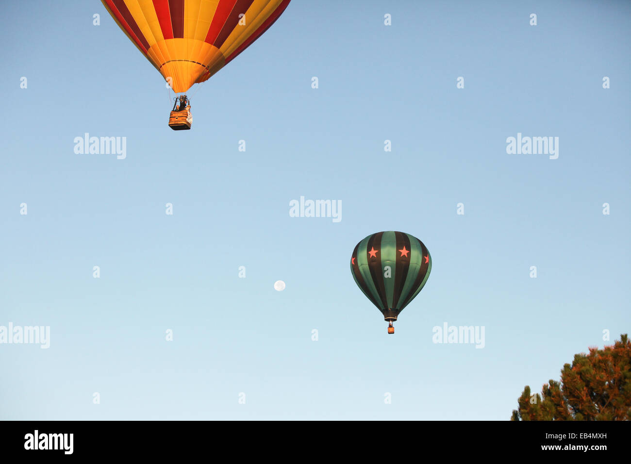 A few hot air balloons soar near trees with the moon as a backdrop against a clear sky. Stock Photo