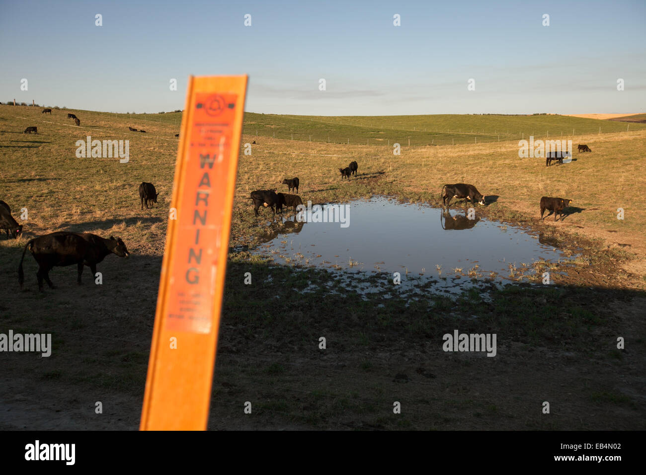 Cattle grazing near a pond and a sign warning of underground communications cables. Stock Photo