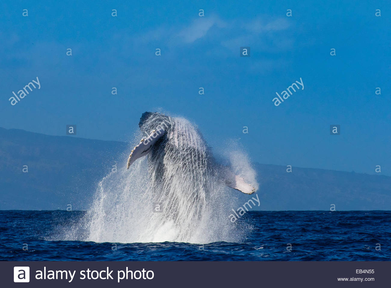 A humpback whale breaches in the Pacific Ocean Stock Photo - Alamy