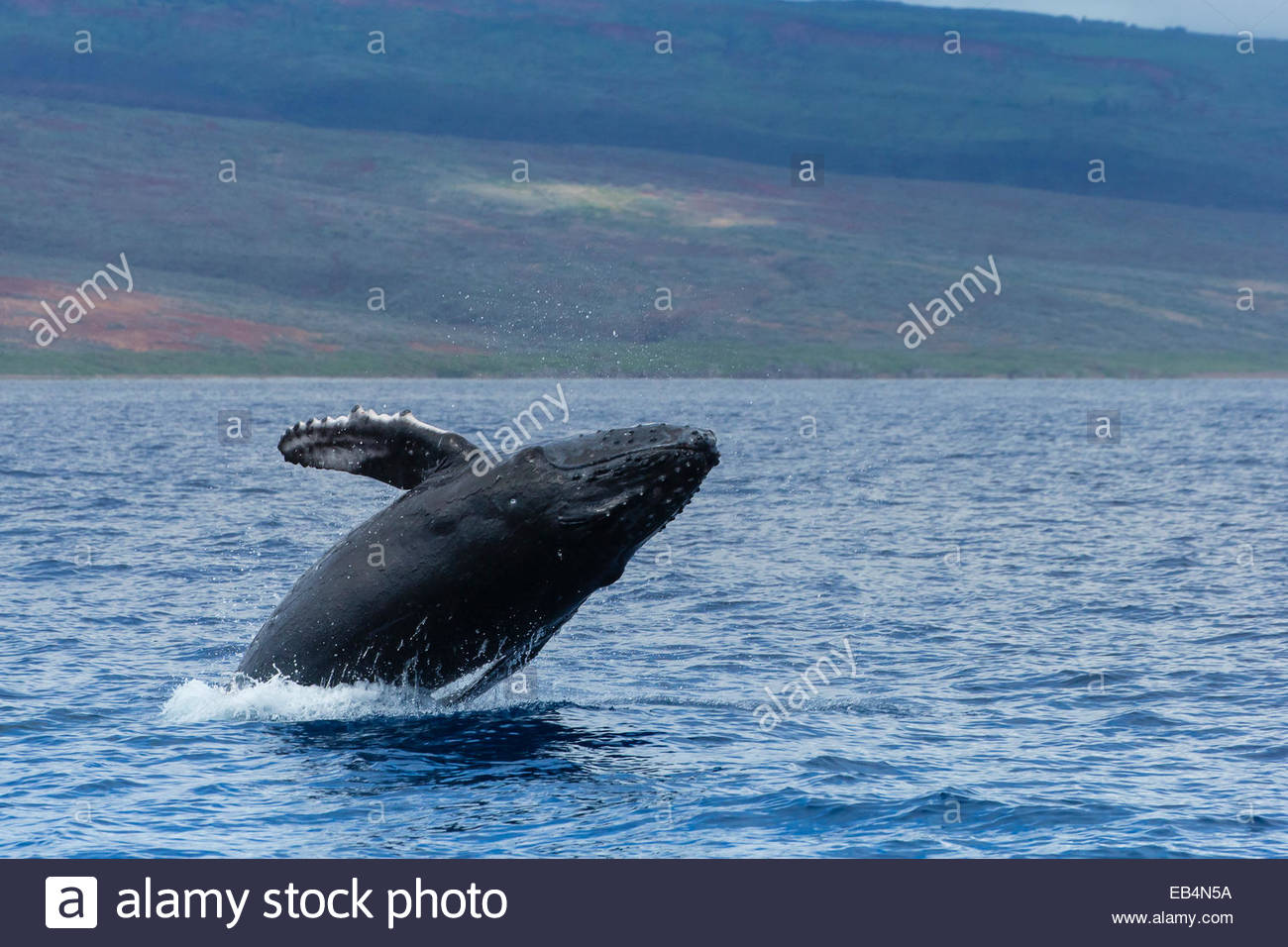 A humpback whale breaches out of the Pacific Ocean Stock Photo - Alamy