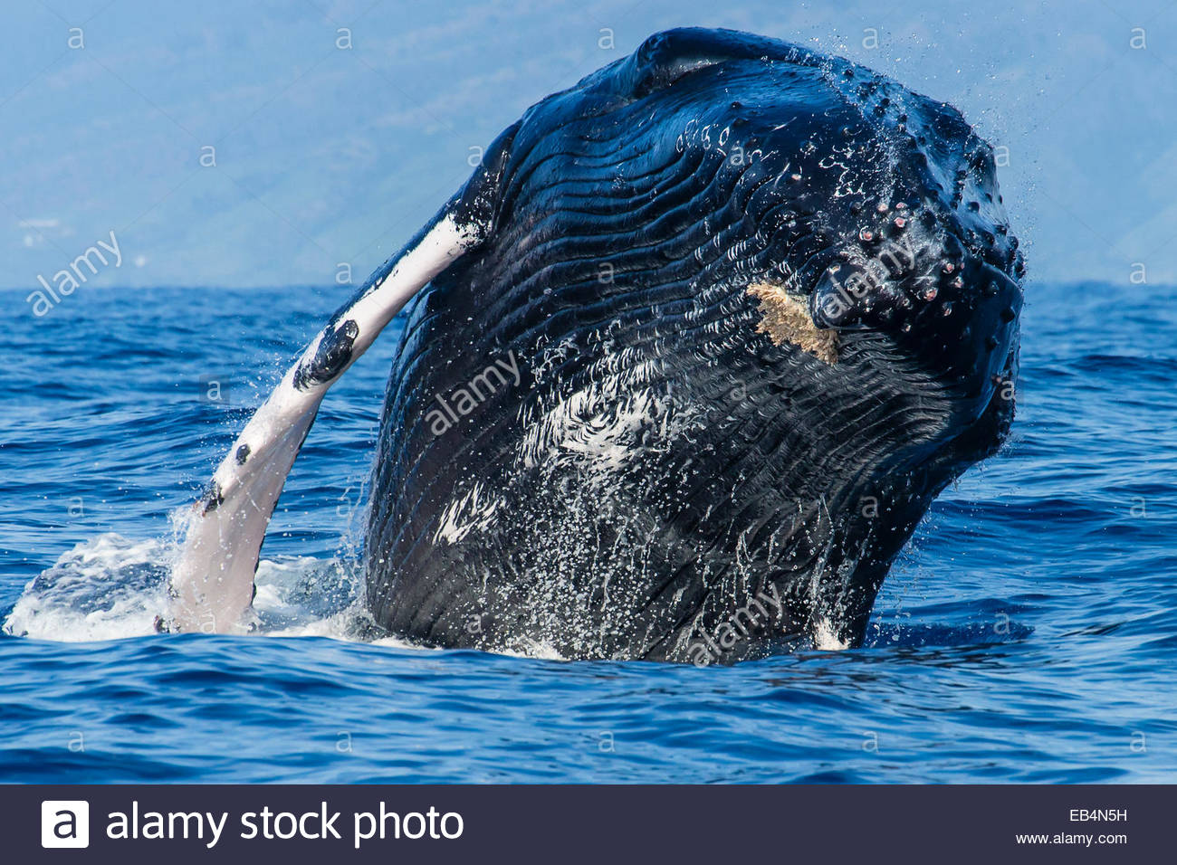 Front view of a humpback whale breaching out of the Pacific Ocean Stock ...