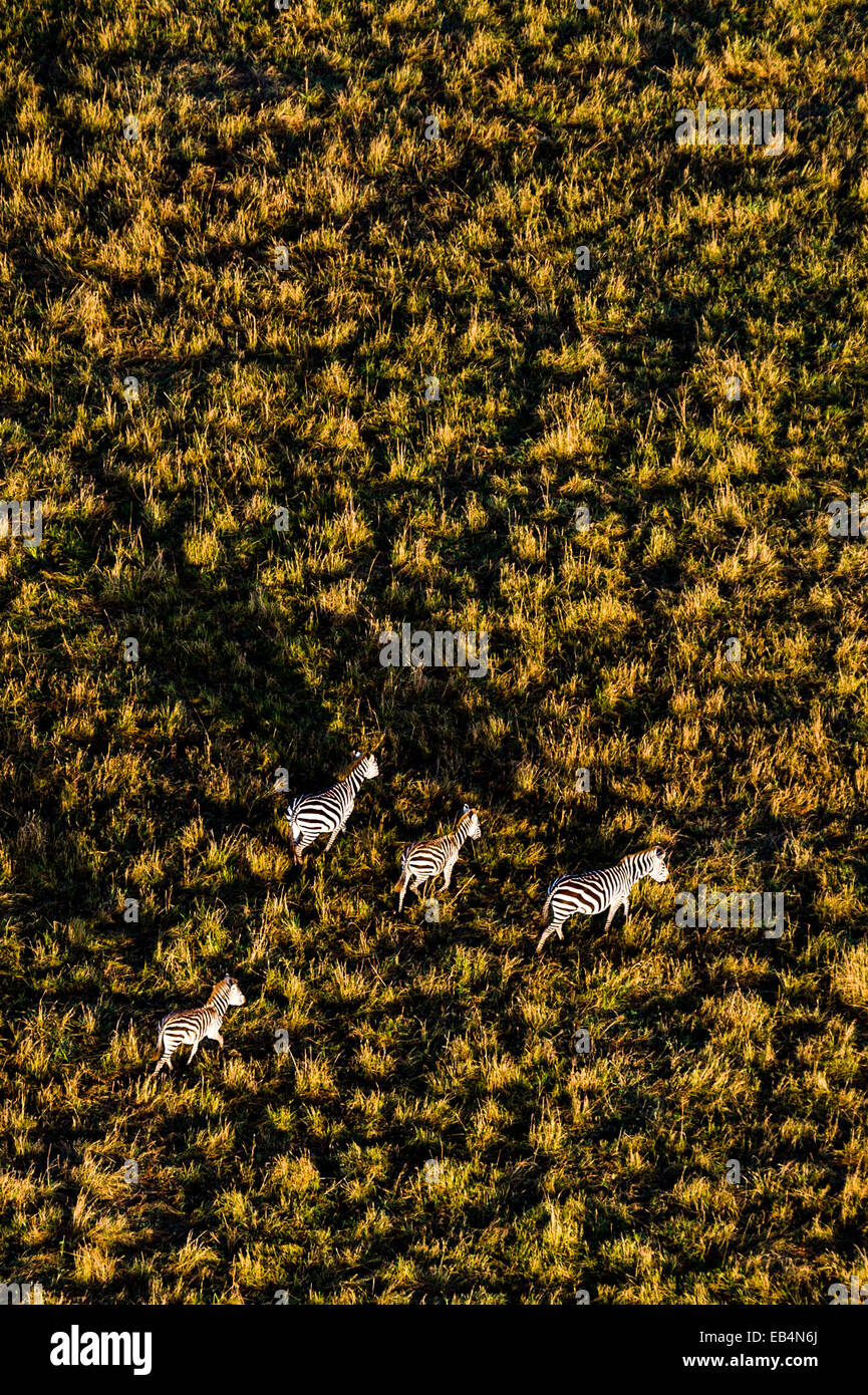 An aerial view of a herd of Grant's Zebra migrating and grazing on the vast short grass savannah plain at dawn. Stock Photo