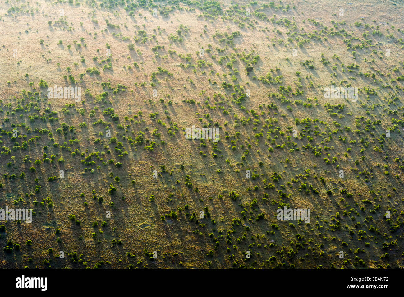 An aerial view of an open acacia woodland dotting the vast short grass savannah plain at dawn. Stock Photo