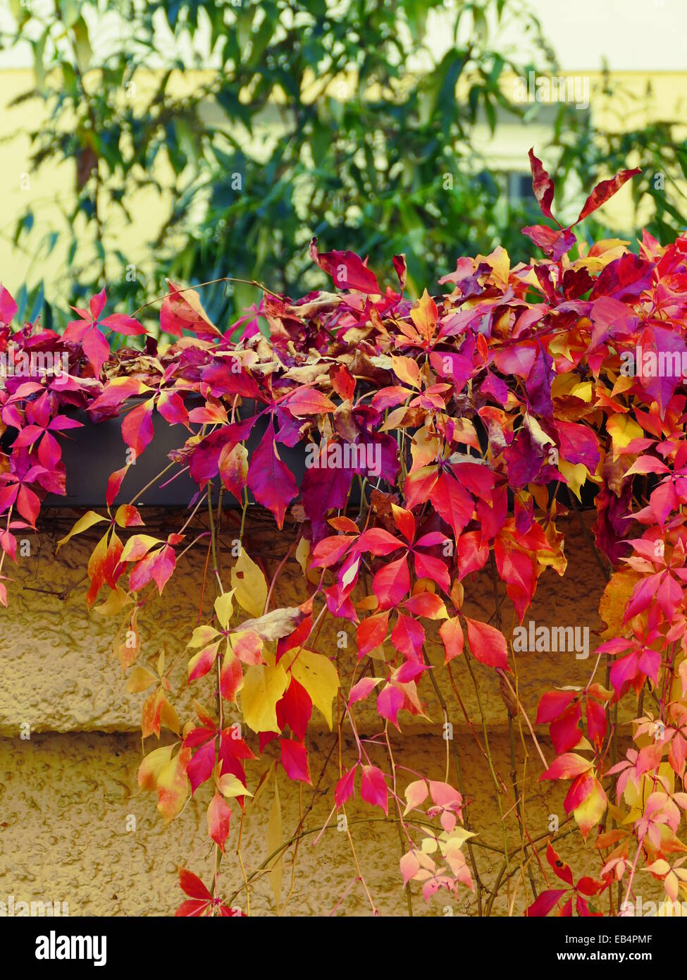 Colorful Autumn leaves Stock Photo
