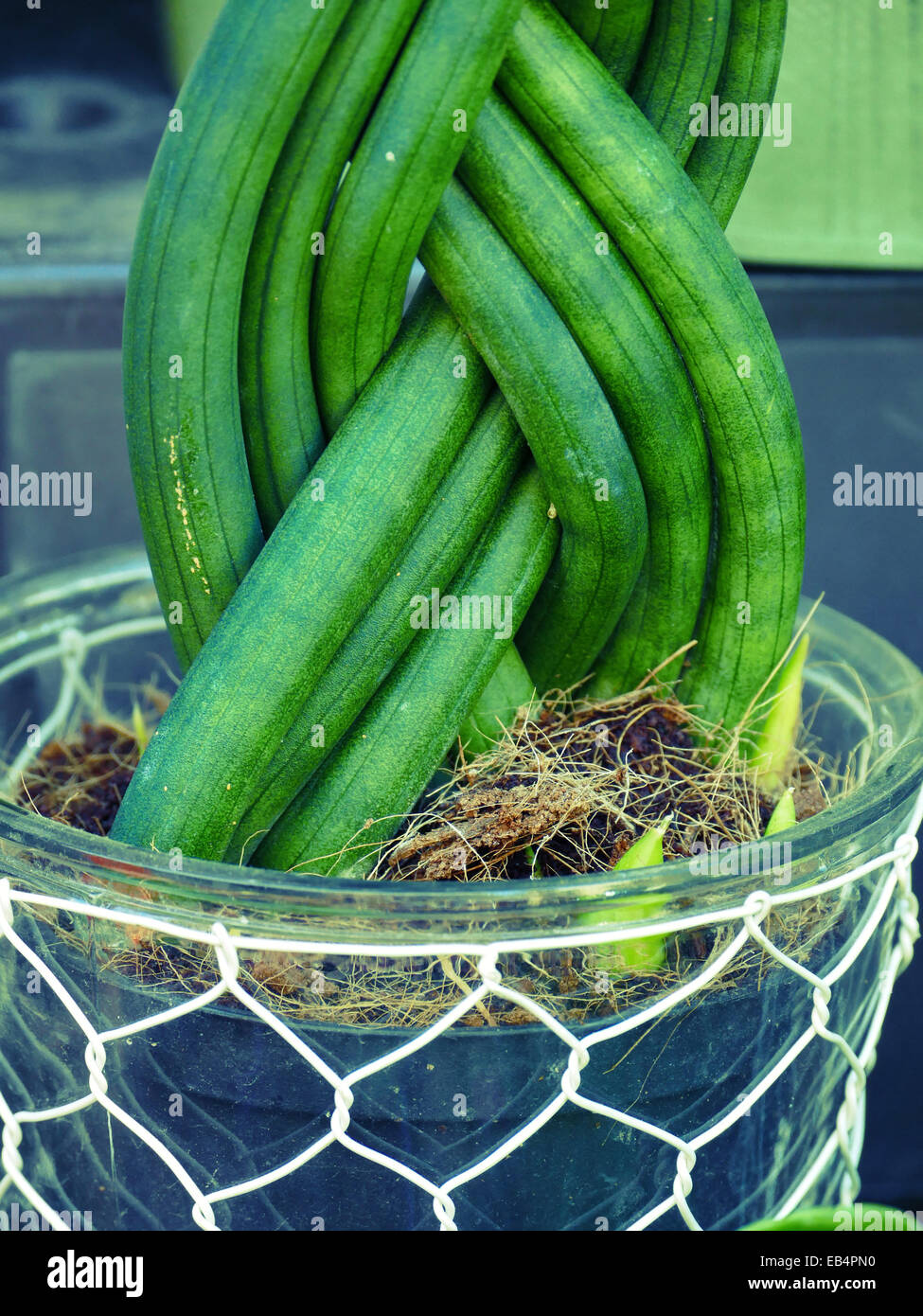 Flowers and Plants Flower shop etc Stock Photo Alamy