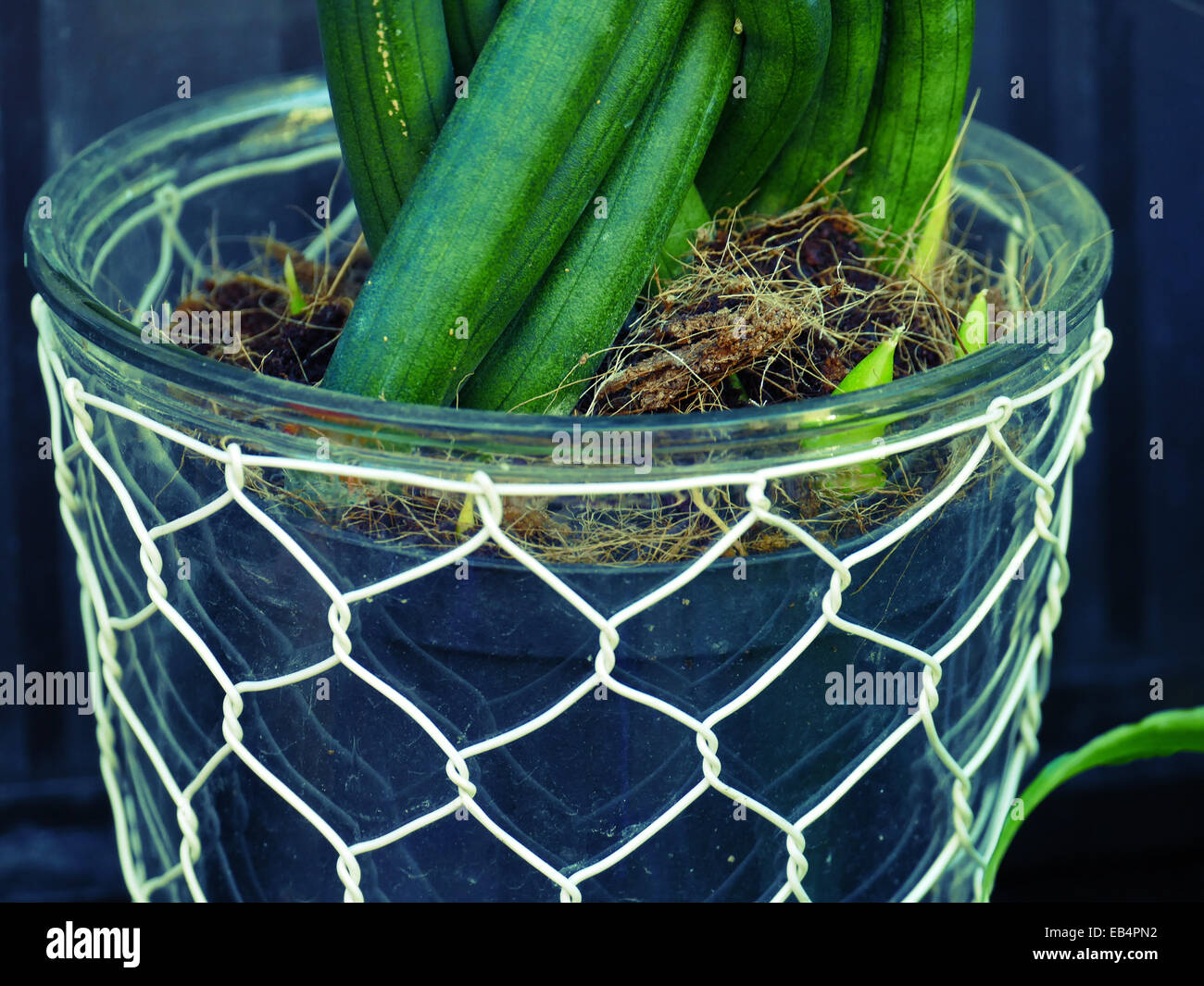 Flowers and Plants Flower shop etc Stock Photo Alamy
