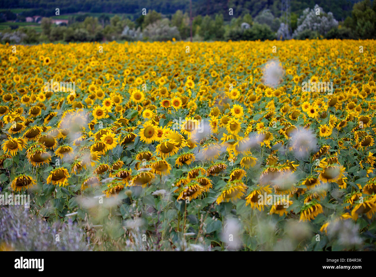 Sunflower field, Provence, France Stock Photo Alamy