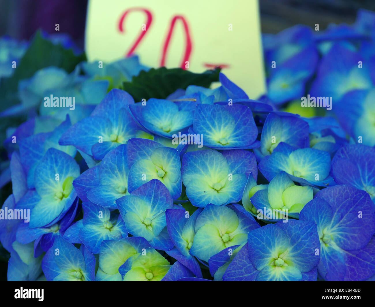 Flowers and Plants Flower shop etc Stock Photo Alamy